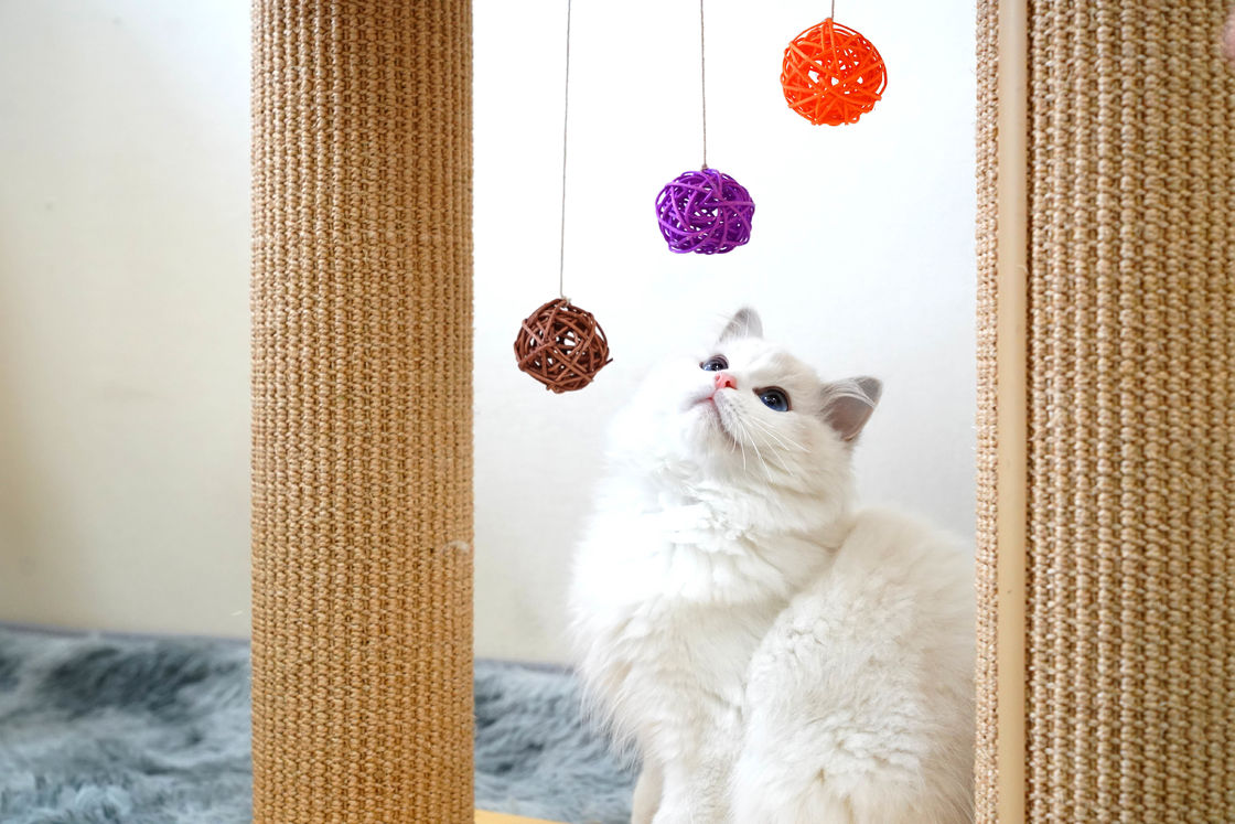 Дерево 60*30*63cm доски царапины кота двойного слоя твердое